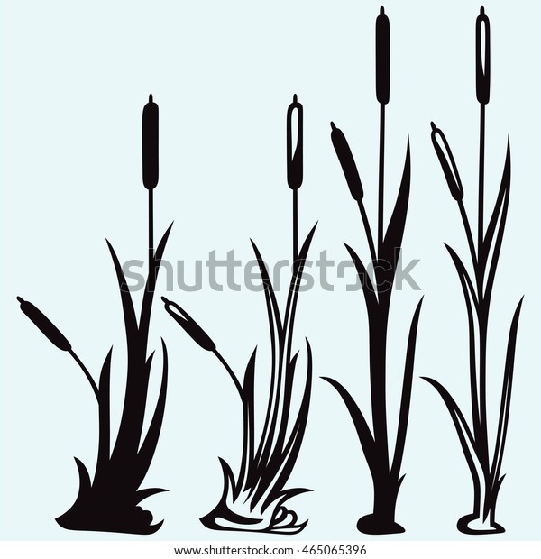 Silhouette Reed Isolated On White Background Stock Vector (Royalty Free ...