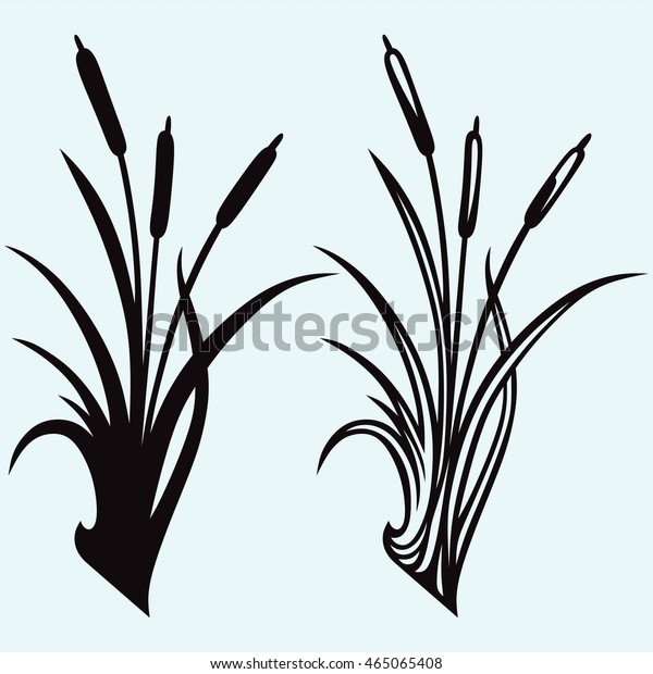 Silhouette Reed Isolated On White Background Stock Vector (Royalty Free ...