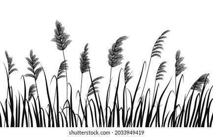 Silhouette of reeds and marsh grass on white background.