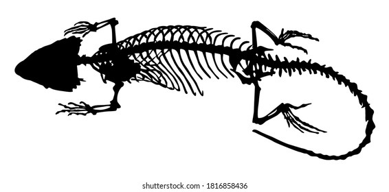 silhouette of a reptile lizard skeleton vector illustration