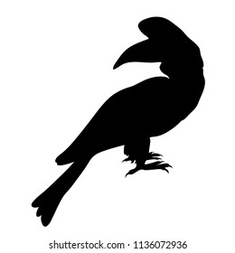 silhouette rhino bird of the Sulawes kalao  vector illustration