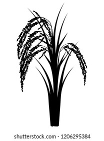 silhouette rice plant vector design