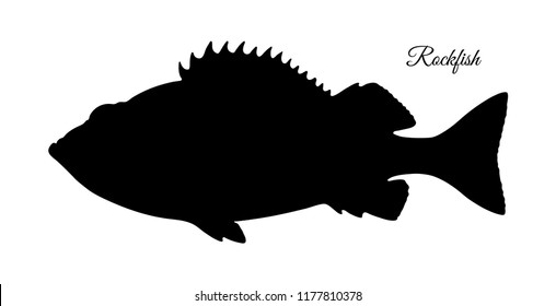 Silhouette of rockfish. Hand drawn vector illustration of redfish isolated on white background.