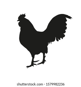 Silhouette of rooster isolated on white background. Vector illustration