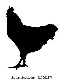 Silhouette of a rooster isolated on white