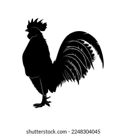 Silhouette rooster on a white background