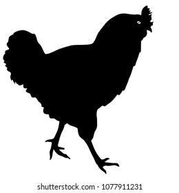 Silhouette Rooster sketch on a white background