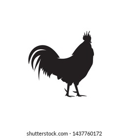 Silhouette Rooster vector illustration. Chicken vector