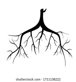 
silhouette of a root against a white background.