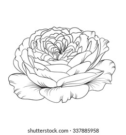 Silhouette of rose. Rose flower. Open flower. Botany set. Vintage flowers. Isolation vektor.  Isolated object. Vector illustration.