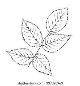 Silhouette of rose leaves. Botany set. Vintage flowers. Black and white illustration. Vector illustration.