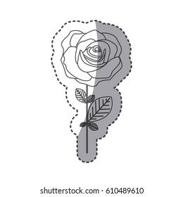 silhouette rose with petals and leaves icon, vector illustraction design