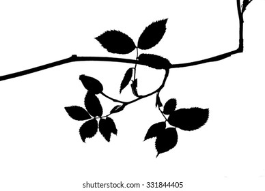 Silhouette of rose twig with a fruit isolated on white
