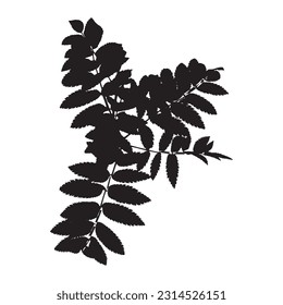 Silhouette of rowan branch with young leaves isolated