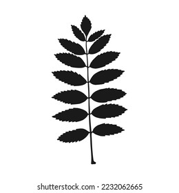 Silhouette rowan leaf. Hand drawn autumn vector illustration.