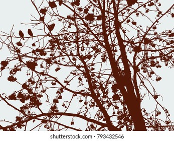 Silhouette of a rowan tree in the cold season