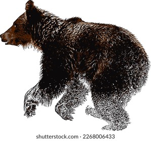 Silhouette of a running brown bear on a white background