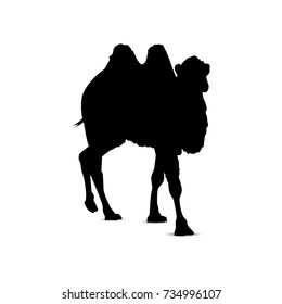 Silhouette of running camel.