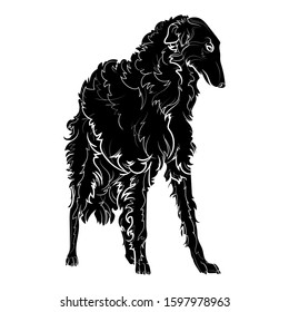 Silhouette of a russian wolfhound (borzoi). Black and white illustration. Vector.