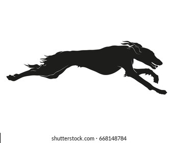 Silhouette Of Saluki Sighthound Running