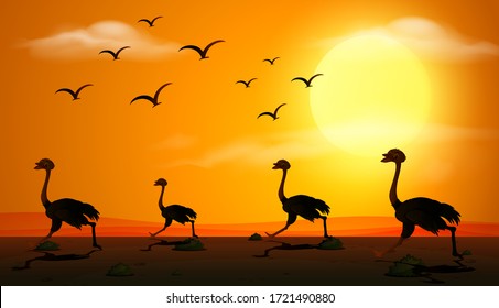 Silhouette scene with ostrich running at sunset illustration