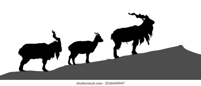 Silhueta de família de cabras de chifre de parafuso na colina, markhor. Ilustração vetorial