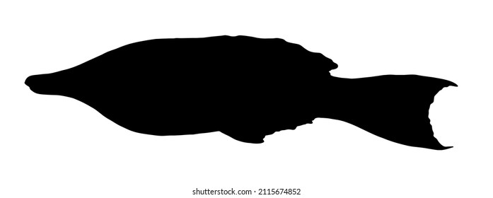 silhouette of sea fish Gomphosus varius. isolated elements sketch silhouette of a black fish, side view hand-drawn for a design template