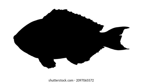 silhouette of a sea fish Retail Parrotfish parrot fish. Hand-drawn side view of retail parrot fish black silhouette on White for menu design template, signage, labels