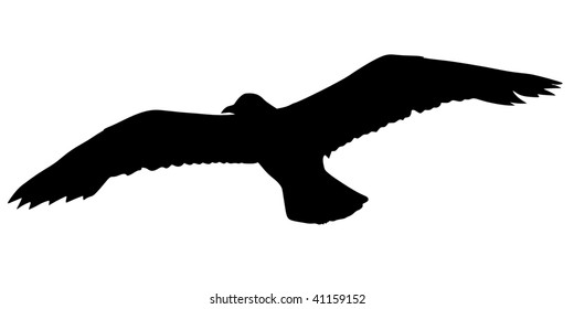 silhouette of seagull