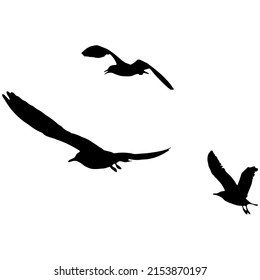 silhouette of seagulls in flight