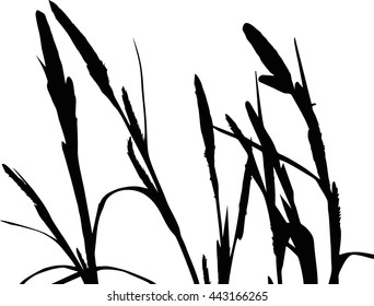 Silhouette of Sedge