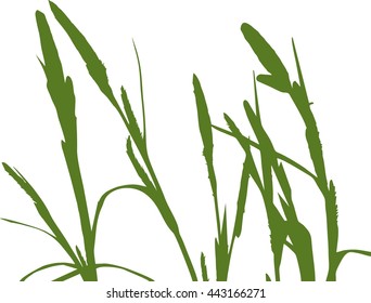 Silhouette of Sedge