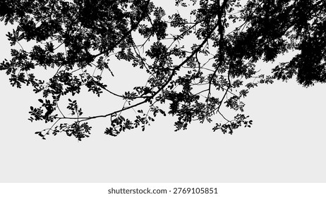 Silhouette Serene Tree Canopy Low Angle Natural Scenery Background