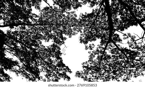 Silhouette Serene Tree Canopy Low Angle Natural Scenery Background