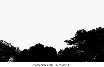 Silhouette Serene Tree Canopy Low Angle Natural Scenery Background