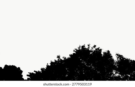 Silhouette Serene Tree Canopy Low Angle Natural Scenery Background