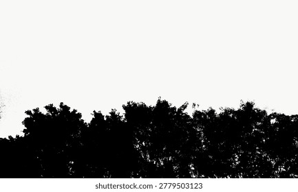 Silhouette Serene Tree Canopy Low Angle Natural Scenery Background