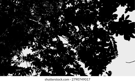 Silhouette Serene Tree Canopy Low Angle Natural Scenery Background