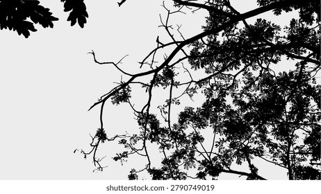 Silhouette Serene Tree Canopy Low Angle Natural Scenery Background