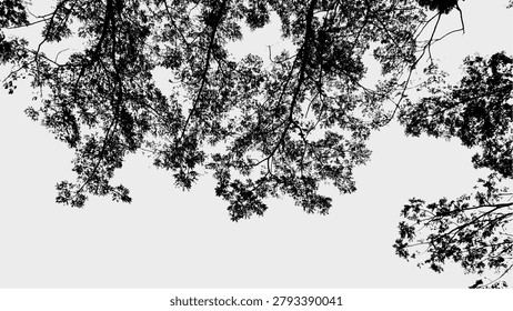 Silhouette Serene Tree Canopy Low Angle Natural Scenery Background