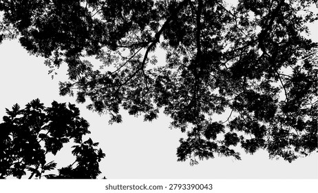Silhouette Serene Tree Canopy Low Angle Natural Scenery Background