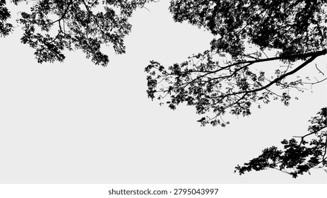 Silhouette Serene Tree Canopy Low Angle Natural Scenery Background