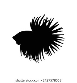 silhouette of a serit type betta fish