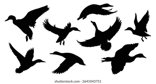 Silhouette set of duck flying. Silhouette collection of flying duck isolated on white background. Vector Illustration