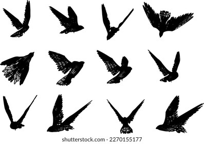 Silhouette set of flying 3d eagle render from different angles, vector illustration of flying eagle view from different sides