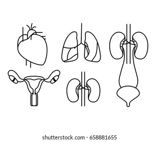 silhouette set human body systems vector illustration