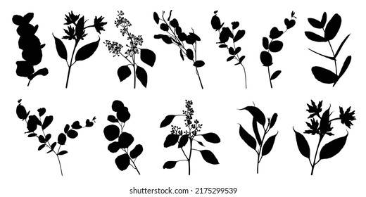 Silhouette set of many kind of eucalyptus, black color, isolated on white background.