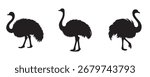 Silhouette set of ostriches in different poses, vector illustration isolated on white background for wildlife and design themes