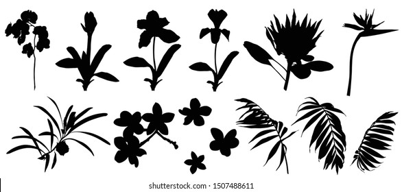 Silhouette set of tropical flowers and palm leaves, black color, isolated on white background.