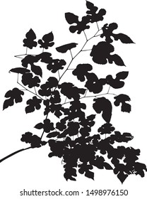The silhouette of several branches of a mulberry tree. Branches with carved leaves. Graphic drawing. Graceful drawing. Close-up. Isolated vector illustration. Black on white.